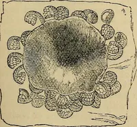 An illustration from The microscope and its revelations (1881)