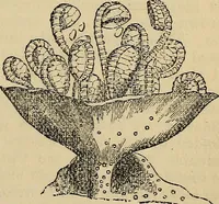 An illustration from The microscope and its revelations (1881)