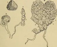 An illustration from The microscope and its revelations (1881)