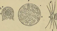 An illustration from The microscope and its revelations (1881)