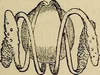 Picture 243 of 554 from The microscope and its revelations (1881), leaf 484