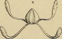 An illustration from The microscope and its revelations (1881)
