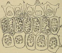 An illustration from The microscope and its revelations (1881)