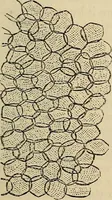 An illustration from The microscope and its revelations (1881)