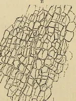 An illustration from The microscope and its revelations (1881)