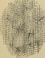 An illustration from The microscope and its revelations (1881)