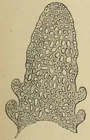 An illustration from The microscope and its revelations (1881)