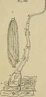 An illustration from The microscope and its revelations (1881)