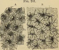 An illustration from The microscope and its revelations (1881)