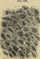An illustration from The microscope and its revelations (1881)