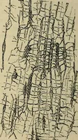 An illustration from The microscope and its revelations (1881)