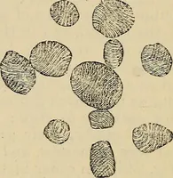 An illustration from The microscope and its revelations (1881)