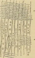 An illustration from The microscope and its revelations (1881)