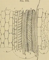Picture 260 of 554 from The microscope and its revelations (1881), leaf 504