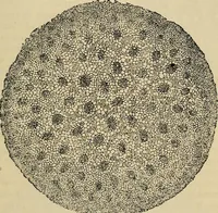 An illustration from The microscope and its revelations (1881)