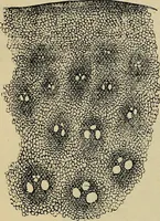 An illustration from The microscope and its revelations (1881)