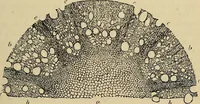 An illustration from The microscope and its revelations (1881)