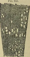An illustration from The microscope and its revelations (1881)