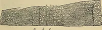 An illustration from The microscope and its revelations (1881)