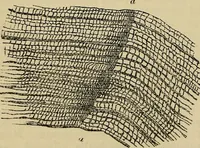 An illustration from The microscope and its revelations (1881)