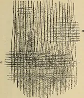 An illustration from The microscope and its revelations (1881)