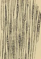 An illustration from The microscope and its revelations (1881)