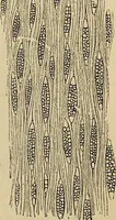 An illustration from The microscope and its revelations (1881)