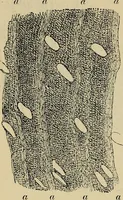An illustration from The microscope and its revelations (1881)