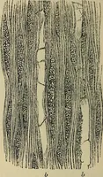 An illustration from The microscope and its revelations (1881)