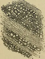 An illustration from The microscope and its revelations (1881)