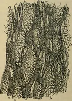 An illustration from The microscope and its revelations (1881)