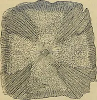 An illustration from The microscope and its revelations (1881)