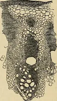 An illustration from The microscope and its revelations (1881)