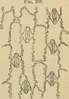 An illustration from The microscope and its revelations (1881)