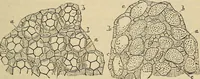 An illustration from The microscope and its revelations (1881)