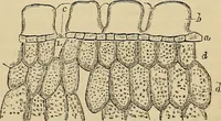 An illustration from The microscope and its revelations (1881)