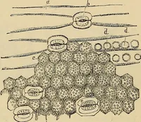 An illustration from The microscope and its revelations (1881)