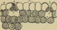 An illustration from The microscope and its revelations (1881)