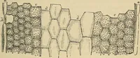 An illustration from The microscope and its revelations (1881)