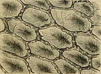 An illustration from The microscope and its revelations (1881)