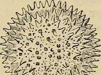 An illustration from The microscope and its revelations (1881)