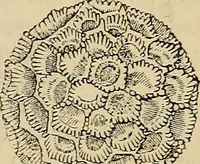 An illustration from The microscope and its revelations (1881)