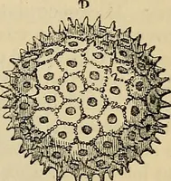 An illustration from The microscope and its revelations (1881)