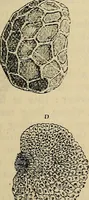 An illustration from The microscope and its revelations (1881)