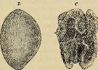 An illustration from The microscope and its revelations (1881)