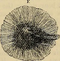 An illustration from The microscope and its revelations (1881)
