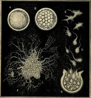 An illustration from The microscope and its revelations (1881)