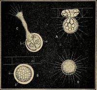 An illustration from The microscope and its revelations (1881)