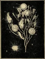 An illustration from The microscope and its revelations (1881)