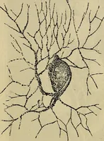 An illustration from The microscope and its revelations (1881)